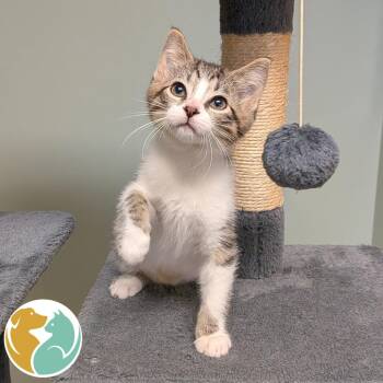 Scrappy -  Domestic Short Hair Cat for Adoption in Toledo, Ohio - Scrappy | PetCurious