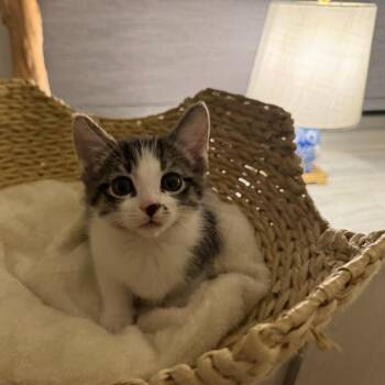 Domestic Short Hair Cats Available for Adoption in Pasadena, California - New Dude | PetCurious