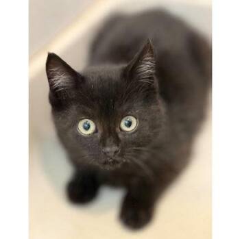 Dolly Wayside, needs young cat buddy -  Domestic Short Hair Cat for Adoption in Hudson, Massachusetts - Dolly Wayside, Needs Young Cat Buddy | PetCurious