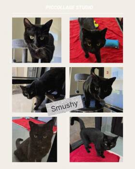 Smushy -  Domestic Short Hair Cat for Adoption in Universal City, Texas - Smushy | PetCurious