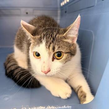 Berniece -  Domestic Short Hair Cat for Adoption in Indianapolis, Indiana - Berniece | PetCurious