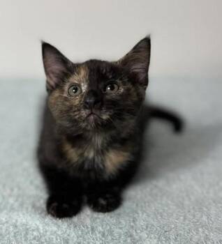 Dior -  Domestic Short Hair Cat for Adoption in Effingham, Illinois - Dior | PetCurious