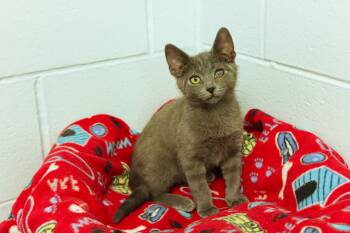 Smokey -  Russian Blue and Domestic Short Hair Cat for Adoption in Urbana, Ohio - Smokey | PetCurious