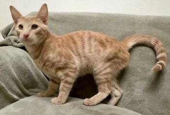 Domestic Short Hair Cats Available for Adoption - Ethan | PetCurious