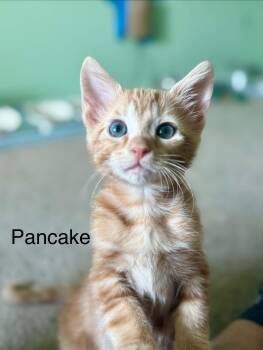 Pancake -  Domestic Short Hair Cat for Adoption in Saint Charles, Missouri - Pancake | PetCurious