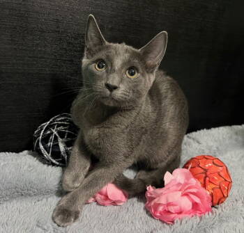 Rescue Domestic Short Hair Cats for Adoption in Fayetteville, Georgia - Larissa | PetCurious