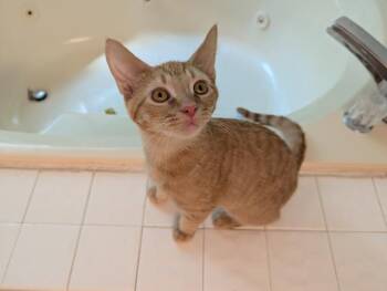 Rescue Domestic Short Hair Cats for Adoption in Hudsonville, Michigan - Russel | PetCurious