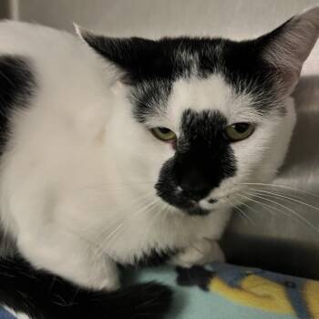 Bimkis -  Domestic Short Hair Cat for Adoption in Fort Wayne, Indiana - Bimkis | PetCurious