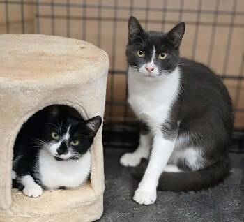 Shari bonded with Shad -  Domestic Short Hair Cat for Adoption in Hamilton, Ontario - Shari Bonded With Shad | PetCurious