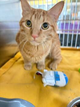 Simba -  Domestic Short Hair Cat for Adoption in Rockwall, Texas - Simba | PetCurious