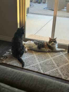Zora and Luna (Bonded Pair) -  Domestic Medium Hair and Domestic Short Hair Cat for Adoption in Pasco, Washington - Zora And Luna (Bonded Pair) | PetCurious