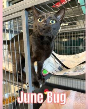Domestic Short Hair Cats Available for Adoption in Bossier City, Louisiana - June Bug | PetCurious