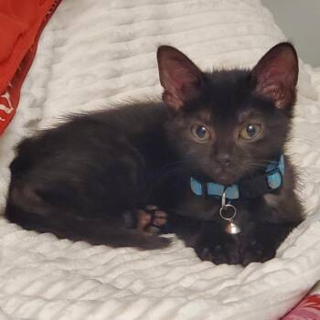 Rescue Domestic Short Hair Cats for Adoption in Evanston, Illinois - Evangeline | PetCurious
