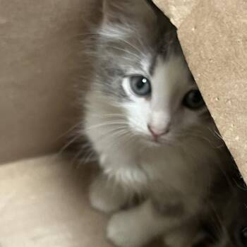Nori -  Domestic Short Hair Cat for Adoption in Philadelphia, Pennsylvania - Nori | PetCurious