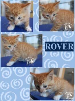 Rover -  Domestic Short Hair Cat for Adoption in Kenansville, North Carolina - Rover | PetCurious