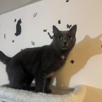 Leia -  Russian Blue and Domestic Short Hair Cat for Adoption in Hamilton Township, New Jersey - Leia | PetCurious