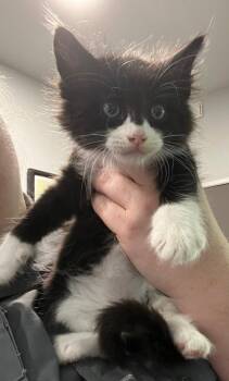 Domestic Medium Hair Cats Available for Adoption in Richland Hills, Texas - Wendell | PetCurious