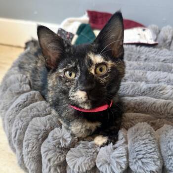 Chicken CAQ -  Domestic Short Hair Cat for Adoption in Union, Missouri - Chicken CAQ | PetCurious