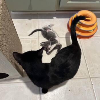 Kyle Jr. (mom) -  Domestic Short Hair Cat for Adoption in Winston-salem, North Carolina - Kyle Jr. (mom) | PetCurious