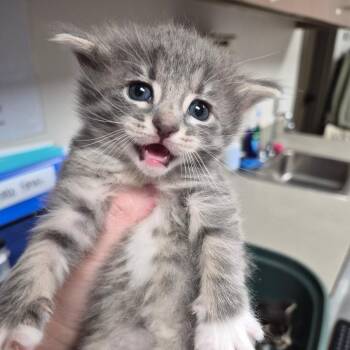 Mangosteen -  Domestic Short Hair Cat for Adoption in Cleveland, Mississippi - Mangosteen | PetCurious