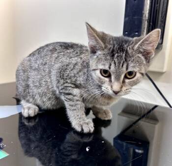 Rescue Domestic Short Hair Cats for Adoption in West Chester, Pennsylvania - Quinn | PetCurious