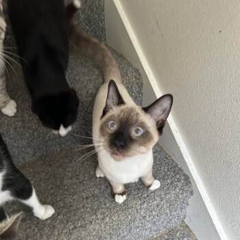 Rescue Siamese Cats for Adoption in Springdale, Arkansas - Raphael | PetCurious