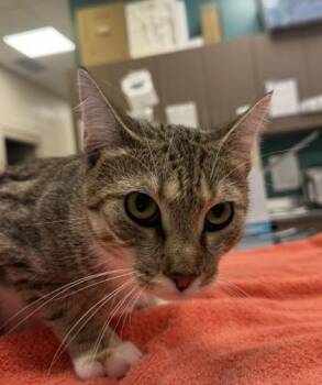 Chicha -  Domestic Short Hair Cat for Adoption in Fishers, Indiana - Chicha | PetCurious