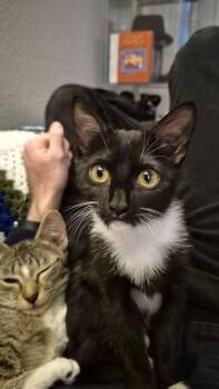 Domestic Short Hair Cats Available for Adoption in Dallas, Texas - Auri | PetCurious