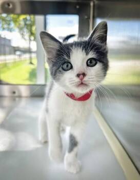 Edna -  Domestic Short Hair Cat for Adoption in Westland, Michigan - Edna | PetCurious