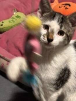 F. Scott -  Domestic Short Hair Cat for Adoption in New Woodstock, New York - F. Scott | PetCurious