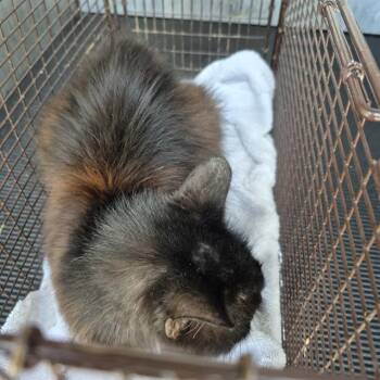 Domestic Short Hair Cats Available for Adoption in San Antonio, Texas - REESES | PetCurious
