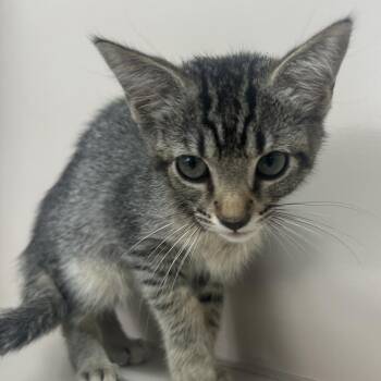 Colby -  Domestic Short Hair Cat for Adoption in West Point, Mississippi - Colby | PetCurious