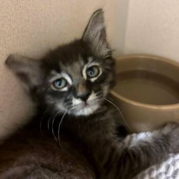 Pippen -  Domestic Medium Hair Cat for Adoption in Redwood City, California - Pippen | PetCurious