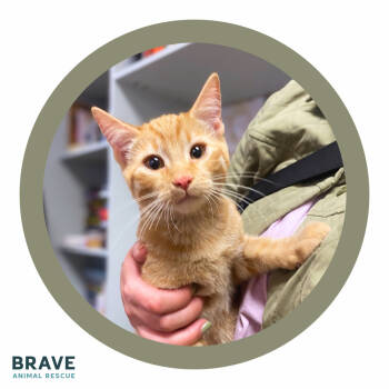 Rescue Domestic Short Hair Cats for Adoption in Lincoln, Nebraska - Michael Meowers | PetCurious