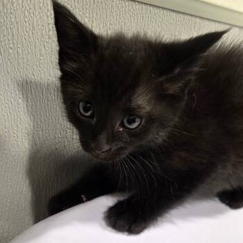 Rescue Domestic Short Hair Cats for Adoption in Tampa, Florida - Finnie | PetCurious