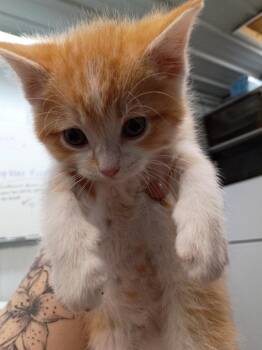 Domestic Short Hair Cats Available for Adoption in Pierceton, Indiana - Phlox | PetCurious