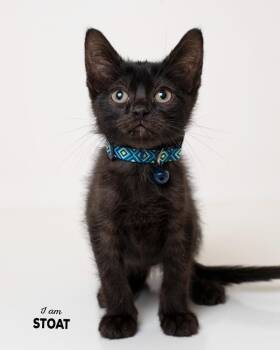8-6 Stoat -  Domestic Short Hair Cat for Adoption in Boone, Iowa - 8-6 Stoat | PetCurious