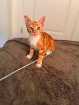 Rusty (Loves Chin Scratches) -  Domestic Medium Hair Cat for Adoption in Mobile, Alabama - Rusty (Loves Chin Scratches) | PetCurious