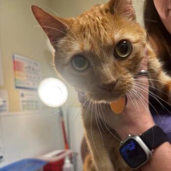 Murphy -  Domestic Short Hair Cat for Adoption in Tulsa, Oklahoma - Murphy | PetCurious