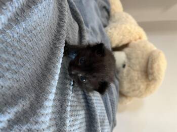 Domestic Short Hair Cats Available for Adoption in Fruit Heights, Utah - Starlight Glimmer | PetCurious