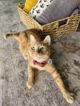 Rescue Domestic Short Hair Cats for Adoption in Tucson, Arizona - Benny 2 | PetCurious