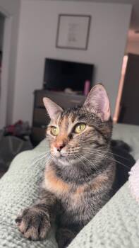 Barilla -  Tabby Cat for Adoption in Columbia, South Carolina - Barilla | PetCurious