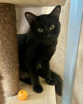 Rescue Domestic Medium Hair Cats for Adoption in Novato, California - Sevan | PetCurious