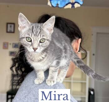 Mira -  Domestic Short Hair Cat Available for Adoption in Berkeley Springs, West Virginia - Mira | PetCurious