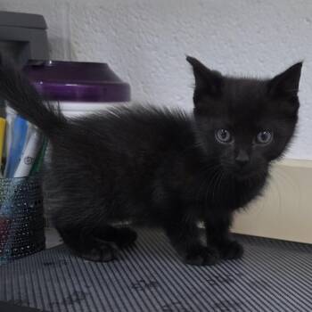 Mollie -  Domestic Short Hair Cat for Adoption in Ardmore, Oklahoma - Mollie | PetCurious
