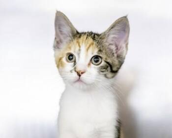 Arugula -  Domestic Short Hair Cat for Adoption in Camano, Washington - Arugula | PetCurious
