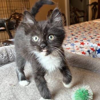 Monarch -  Domestic Medium Hair Cat for Adoption in Cumming, Georgia - Monarch | PetCurious