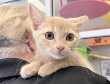 Hutch -  Domestic Short Hair Cat for Adoption in Columbus, Indiana - Hutch | PetCurious