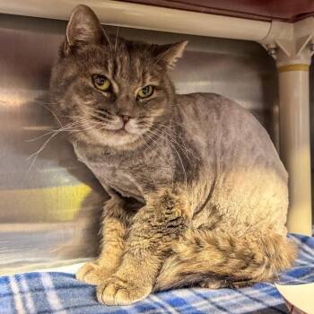 Domestic Short Hair Cats Available for Adoption - Rapunzel | PetCurious