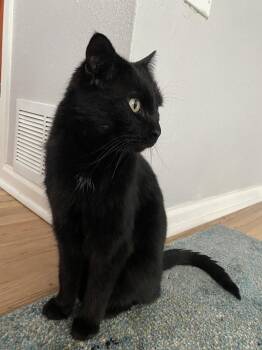 Domestic Short Hair Cats Available for Adoption - Archie | PetCurious